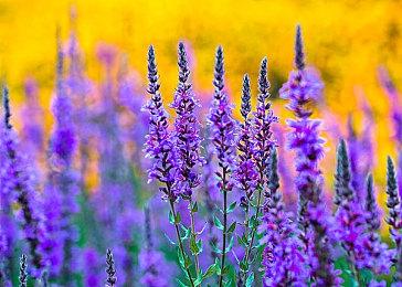 猫耳美少女虚拟主播客串加入《如龙 维新！极》